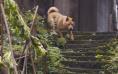 电影《忠犬八公》定档3.31 经典故事注入中国味儿