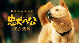 《忠犬八公》发布片尾曲MV 八筒与主人双向奔赴