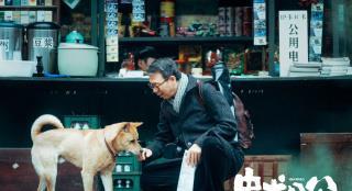 电影《忠犬八公》定档3.31 经典故事注入中国味儿