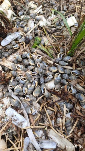 千万别碰!浙江女子吃完两大捧,心跳骤停!医生:吃一个就可能致命