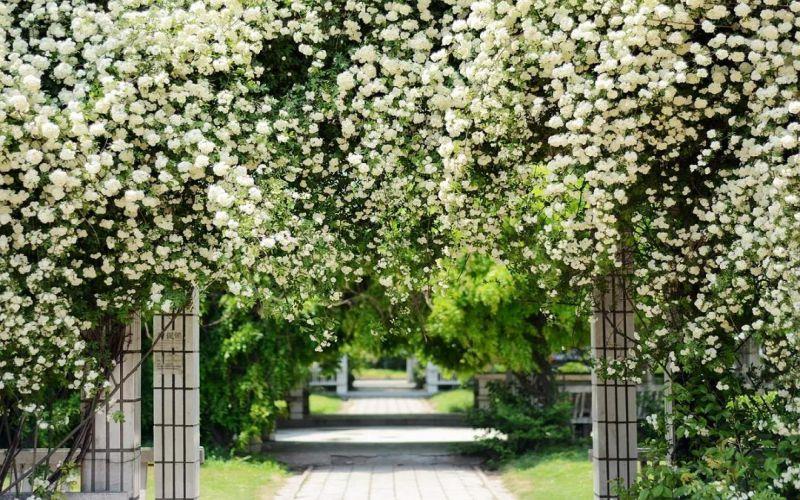 木香花开