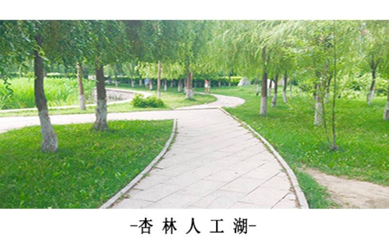 林荫道