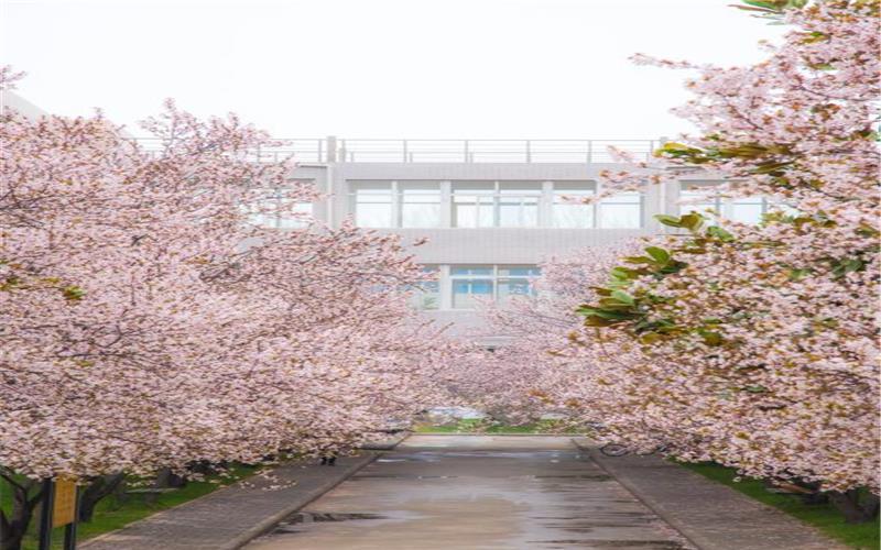 樱花道