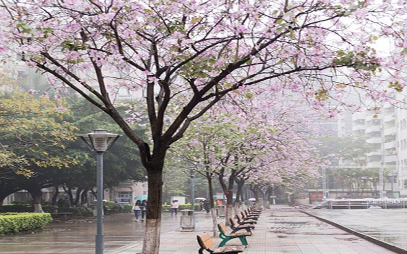 校道