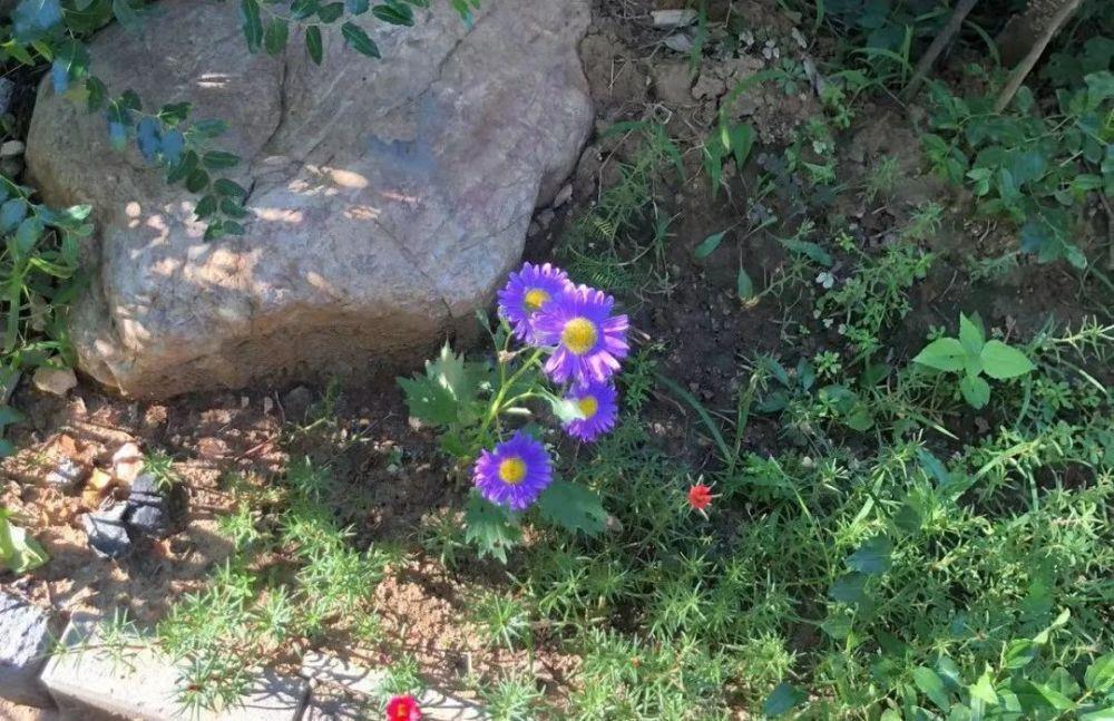 36岁不婚不育，她裸辞回家做“全职女儿”：父母睡觉了我工作才算结束