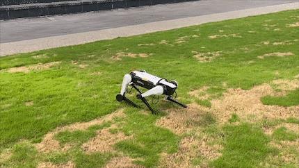 热搜大全机器人最新动态：跟真狗学“奔跑跳跃”