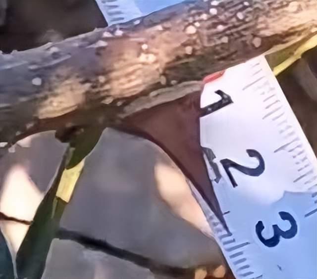 鼠头事件引高校餐饮圈震荡：租金变高，不让切西瓜和蔬菜