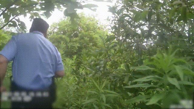 男子出门买早饭，结果在绿化带迷路3天！靠吃野花、喝露水求生