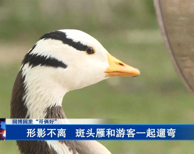 网红大雁被游客一脚踢死，错的是谁？