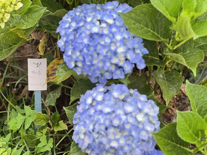 最畅销国产绣球花的官司打进最高院,侵权最终伤了谁