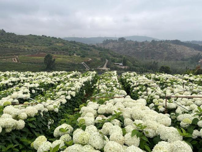 最畅销国产绣球花的官司打进最高院,侵权最终伤了谁