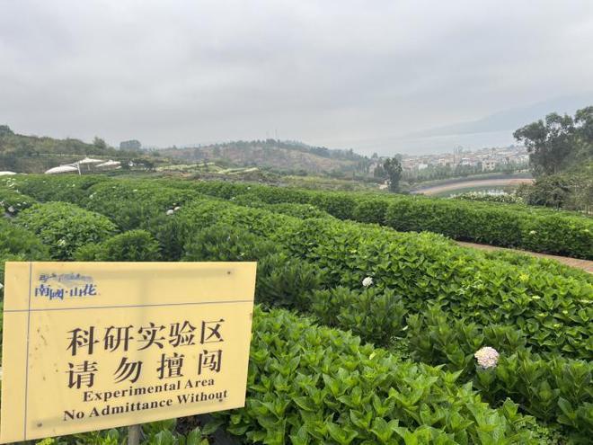 最畅销国产绣球花的官司打进最高院,侵权最终伤了谁