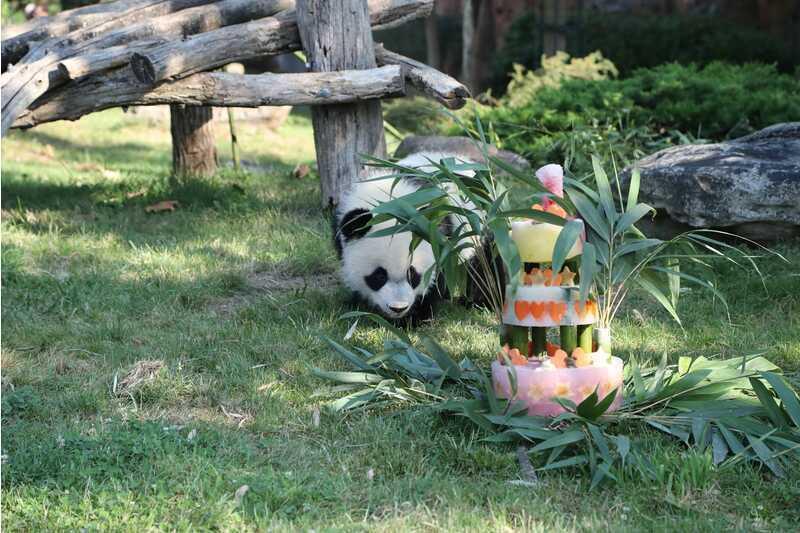 旅法大熊猫幼仔“圆梦”7月25日回国