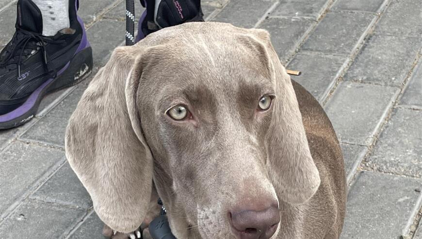 大学生“以证换狗”走红背后：有人收到上百名学生的遛狗请求，律师称帮忙遛狗需划分责任