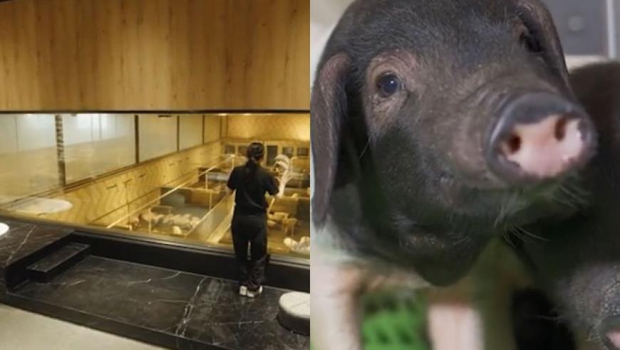 曾风靡全国，如今却被螺蛳粉吊打：“过桥米线”为何不香了？