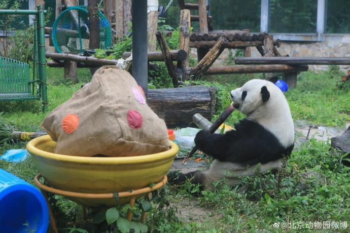 竹子吃得不亦乐乎！大熊猫“萌兰”生日现场视频