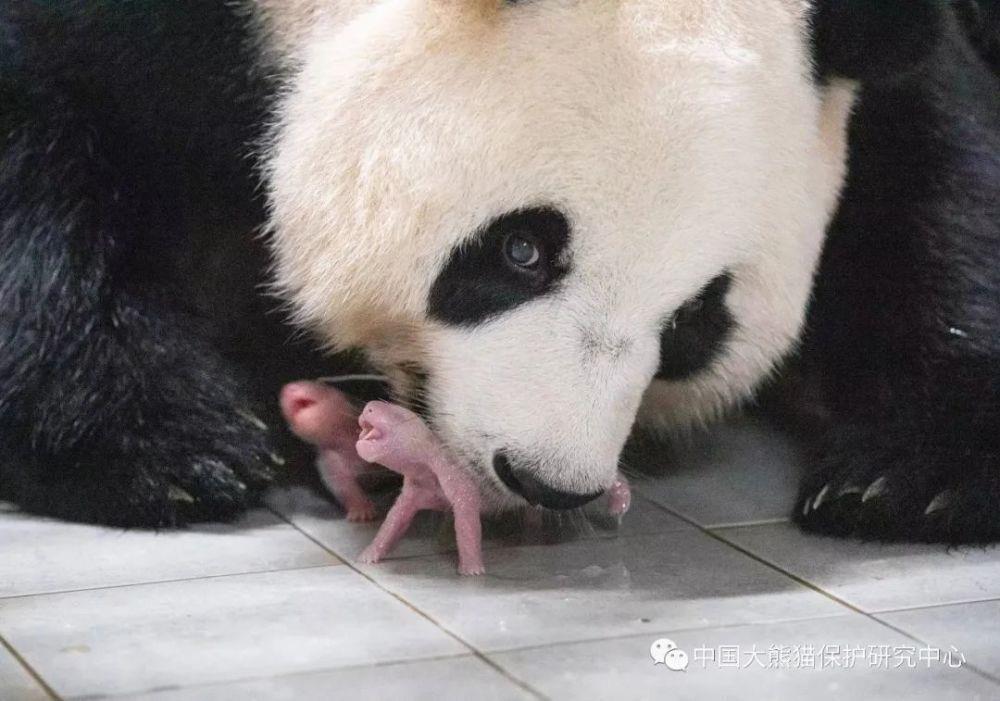 旅韩大熊猫“华妮”诞下一对雌性双胞胎幼崽，情况稳定