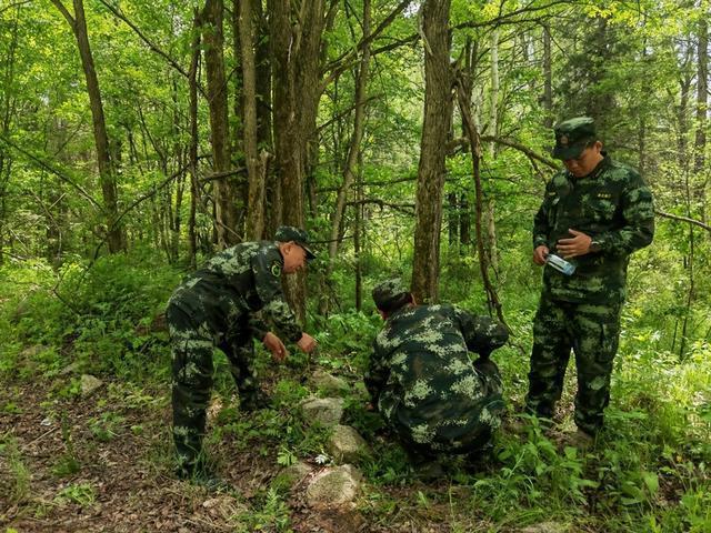 还记得东北虎“完达山一号”吗？它又出现了，壮硕了不少