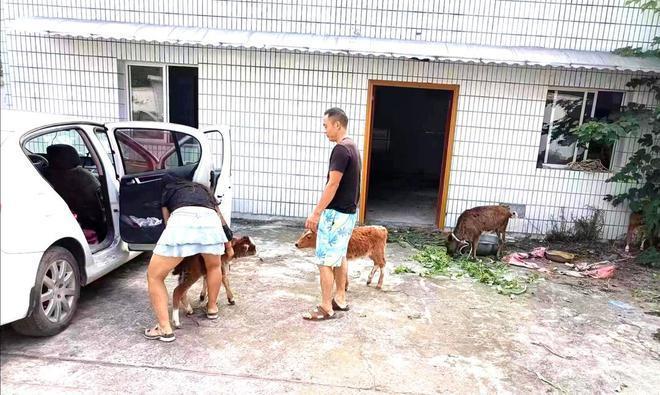 5楼住户养了7头牛 现场探访：保安24小时值守，不让牛儿进小区