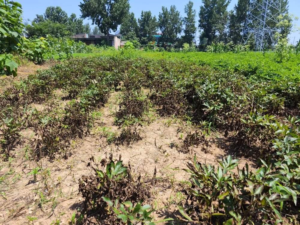 常见中药材价格“反季节暴涨”幕后：有人大肆囤货，多家冷库爆满