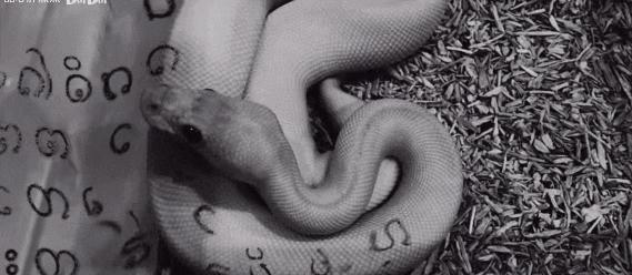 恐怖片里搞暧昧，泰国拍出了9.0