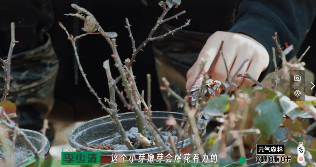 自古“糊综”多仙品！