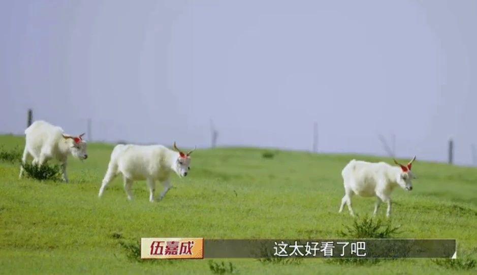 自古“糊综”多仙品！