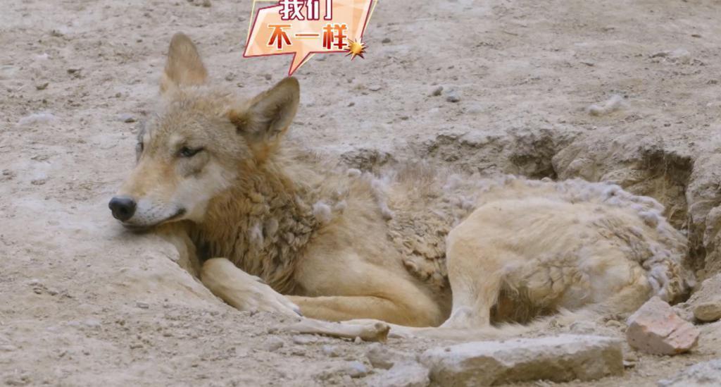 自古“糊综”多仙品！