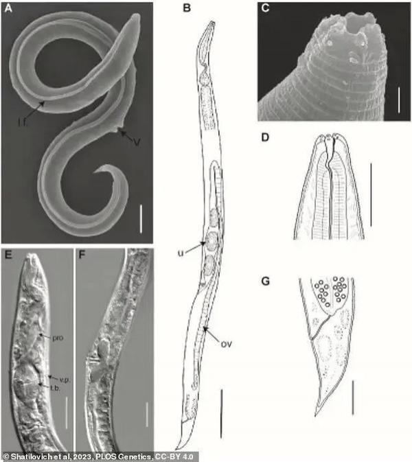 不可思议！科学家成功复苏冻土中沉睡4.6万年生物