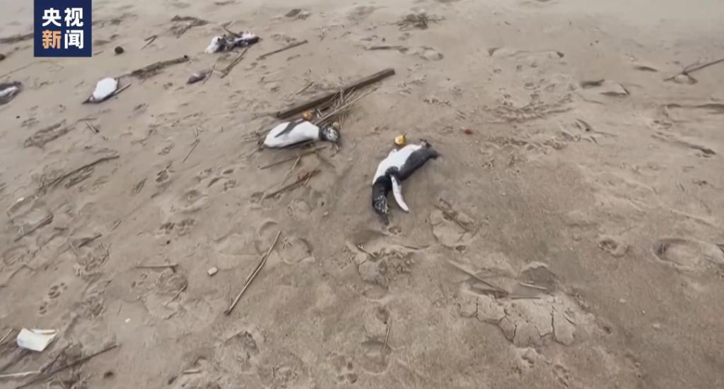 冲上岸边，集体死亡！