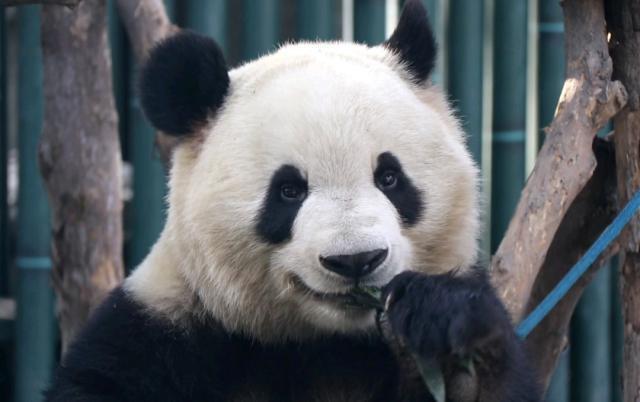 你跟他睡还能生出熊猫来？