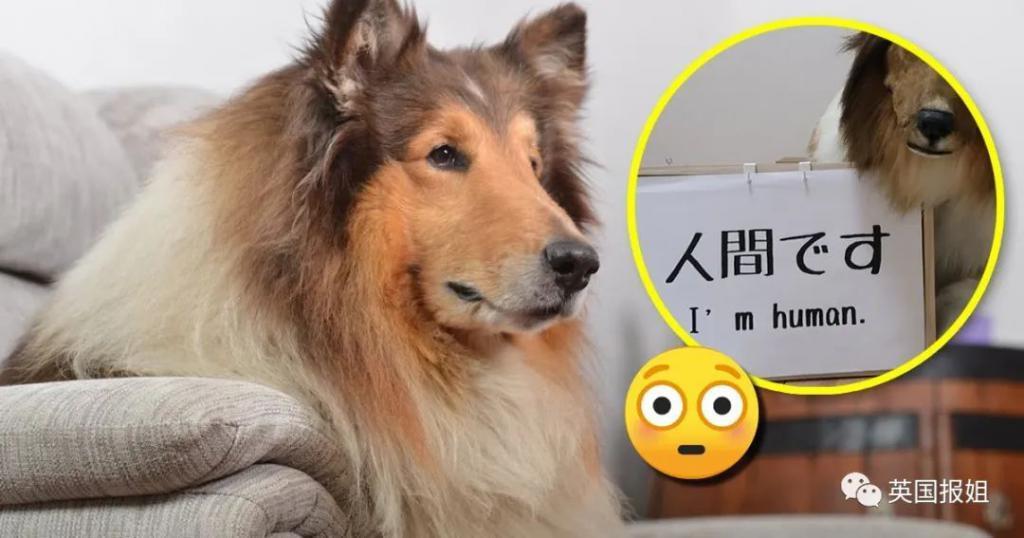 日本男子砸200万变成狗被人牵着在街上遛，视频火遍外网！网友：真的狗看了都害怕