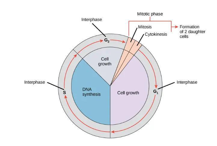 美国顶级癌症研究机构：研发出一款能杀死所有实体癌瘤的药物