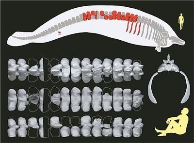 科学家发现世界最重动物！大小堪比蓝鲸 或达340吨重