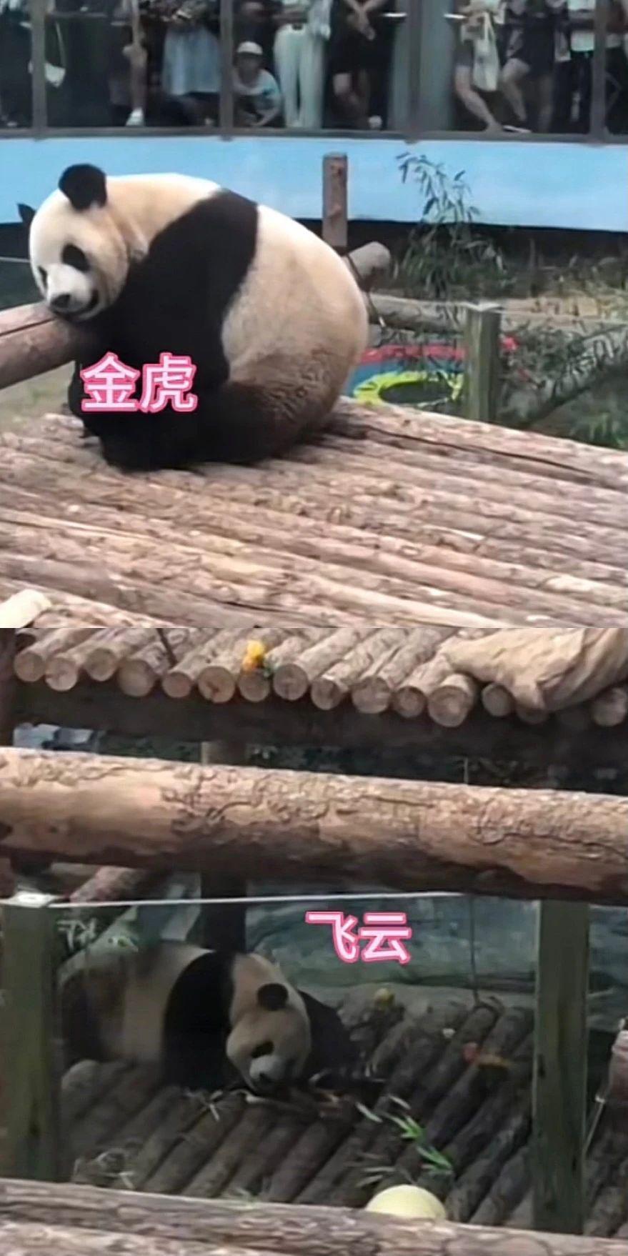 BP最新承认恋情的居然是她？