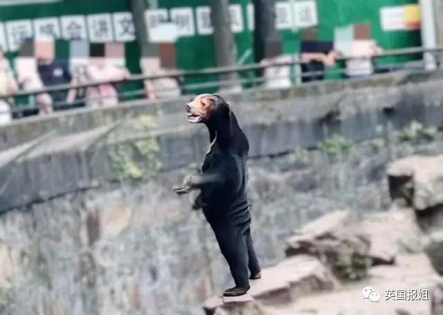 中国动物园的一头熊一夜之间火爆全球！国外媒体网友陷入疯狂：“它到底是熊还是人？！”
