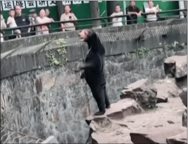 中国动物园的一头熊一夜之间火爆全球！国外媒体网友陷入疯狂：“它到底是熊还是人？！”