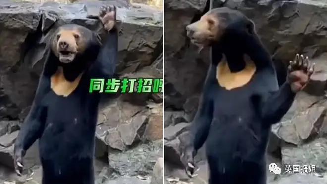 中国动物园的一头熊一夜之间火爆全球！国外媒体网友陷入疯狂：“它到底是熊还是人？！”