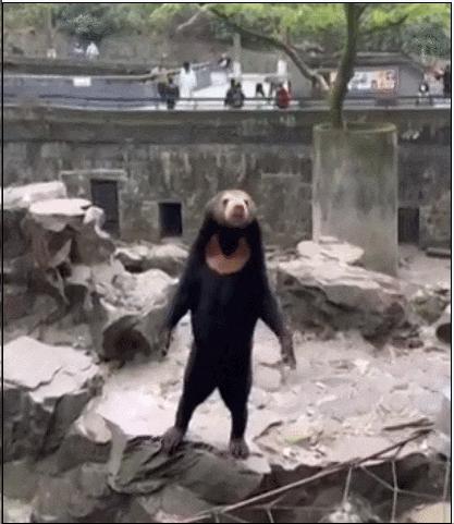 中国动物园的一头熊一夜之间火爆全球！国外媒体网友陷入疯狂：“它到底是熊还是人？！”