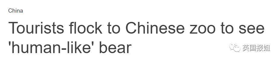 中国动物园的一头熊一夜之间火爆全球！国外媒体网友陷入疯狂：“它到底是熊还是人？！”