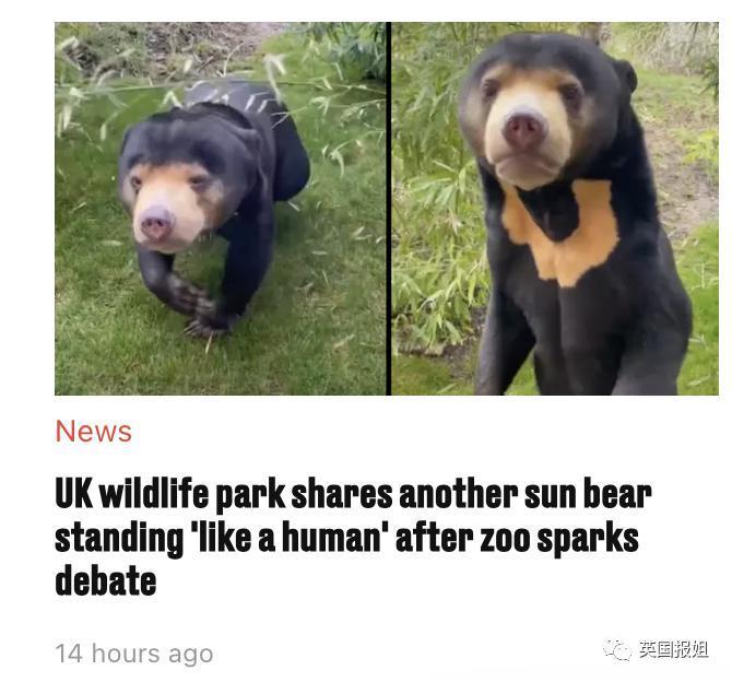 中国动物园的一头熊一夜之间火爆全球！国外媒体网友陷入疯狂：“它到底是熊还是人？！”