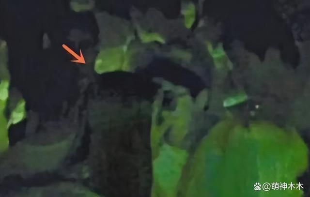 《封神》女主娜然惹争议，被扒不是真素人还与房祖名恋爱过