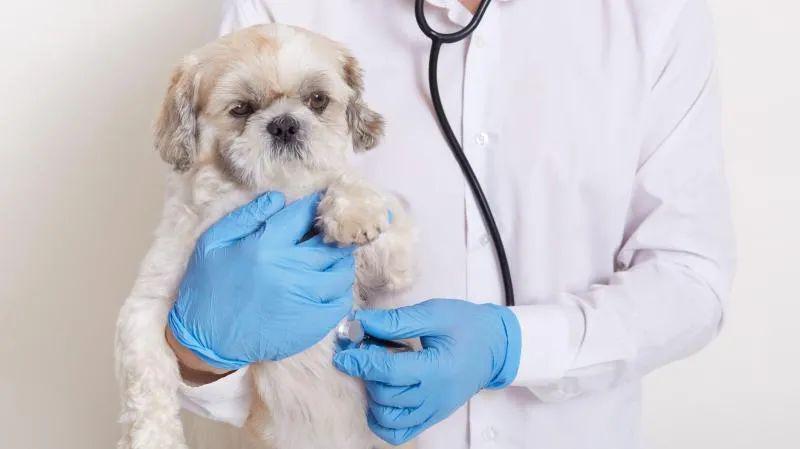 28岁女博士研究长生不老药，融资5800万美金为了救狗命