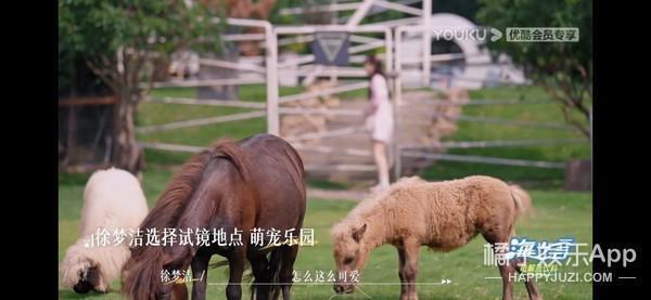 工业糖精？不管怎样，依旧有点好嗑！