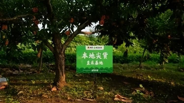 淘宝要把直播间开到田间地头