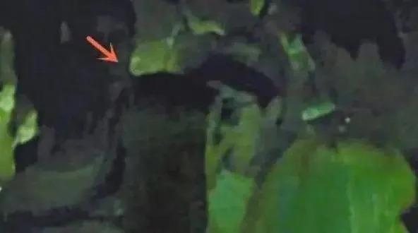 新人妲己娜然，差点就当了成龙儿媳妇？