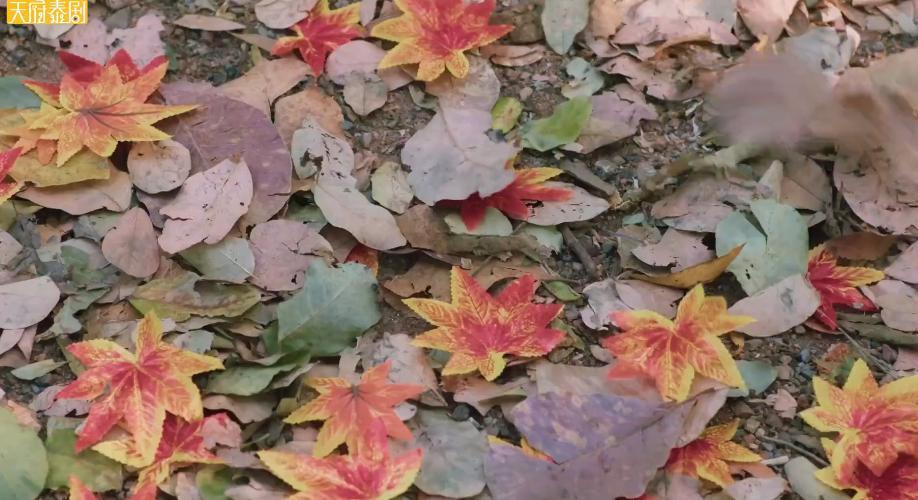 太辣眼了，这剧是纯卖肉啊