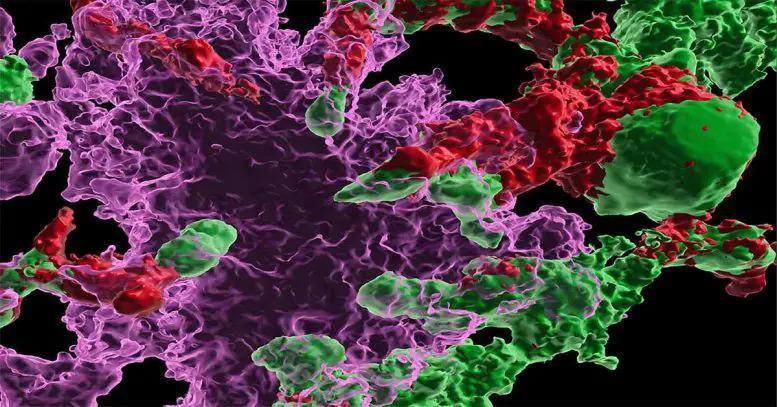 新研究表明移植造血干细胞，可“逆转”阿尔茨海默氏症