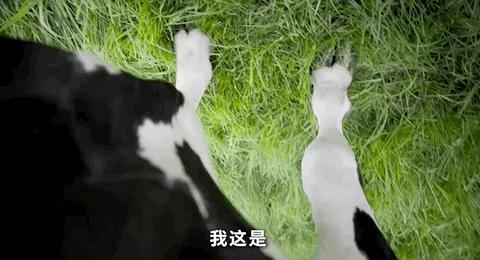 9.4涨到9.5，年度剧王！