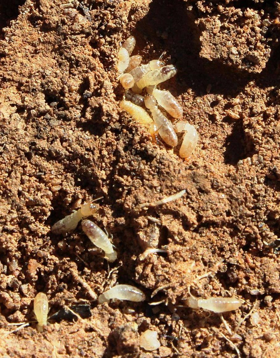 沙漠上的一个个“神秘怪圈”，真的是外星人干的吗？